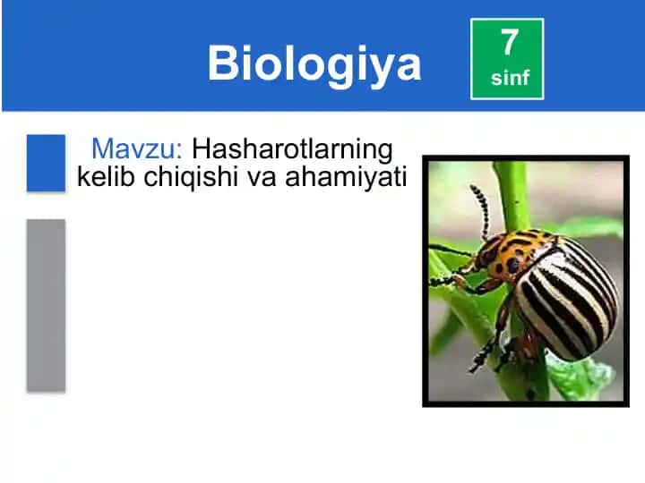 Hasharotlarning kelib chiqishi va ahamiyati