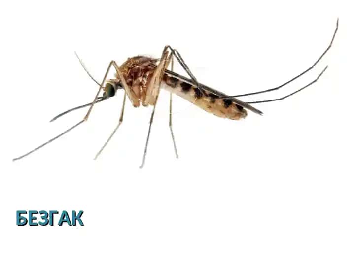 Безгак