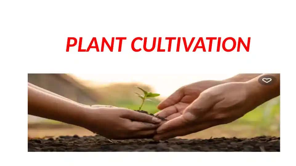 Plant Cultivation