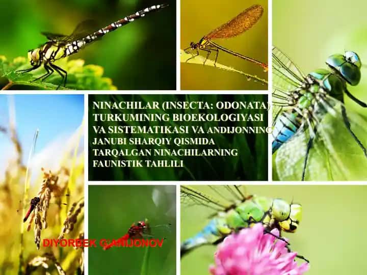 NINACHILAR (INSECTA: ODONATA) TURKUMINING BIOEKOLOGIYASI VA SISTEMATIKASI VAANDIJONNING JANUBI SHARQIY QISMIDA TARQALGAN NINACHILARNING FAUNISTIK TAHLILI