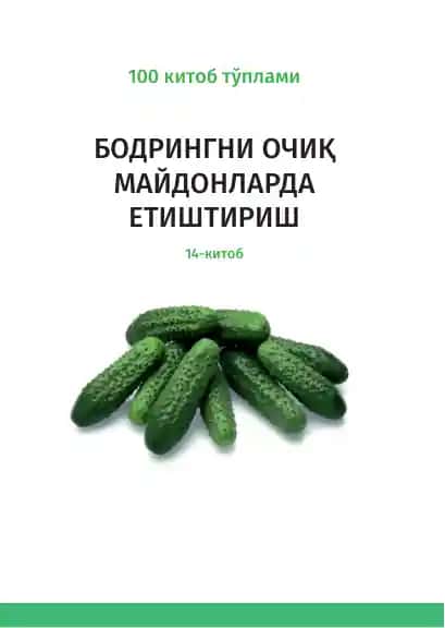 Бодрингни очиқ майдонларда етиштириш
