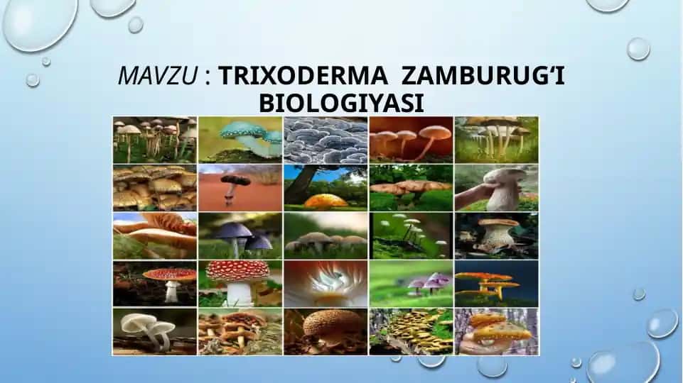 Trixoderma zamburug'i biologiyasi