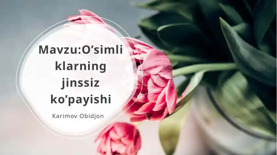 O’simliklarning jinssiz ko’payishi