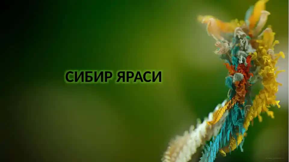 СИБИР ЯРАСИ