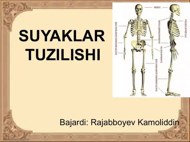 Suyaklar tuzilishi