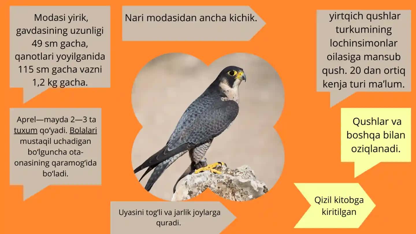 Xolmon isirg'aguli