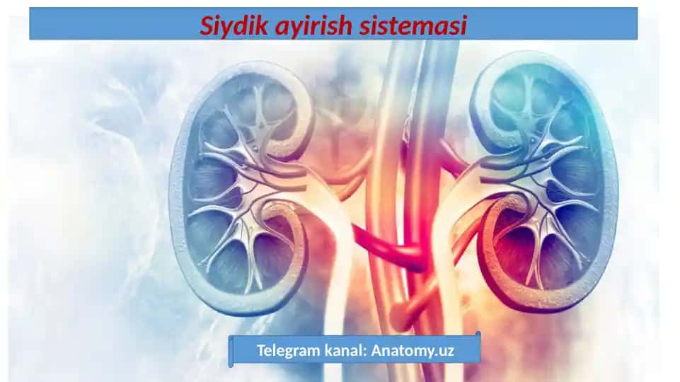 Siydik ayirish sistemasi
