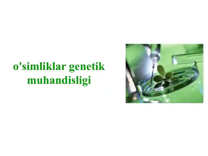 O'simliklar genetik muhandisligi