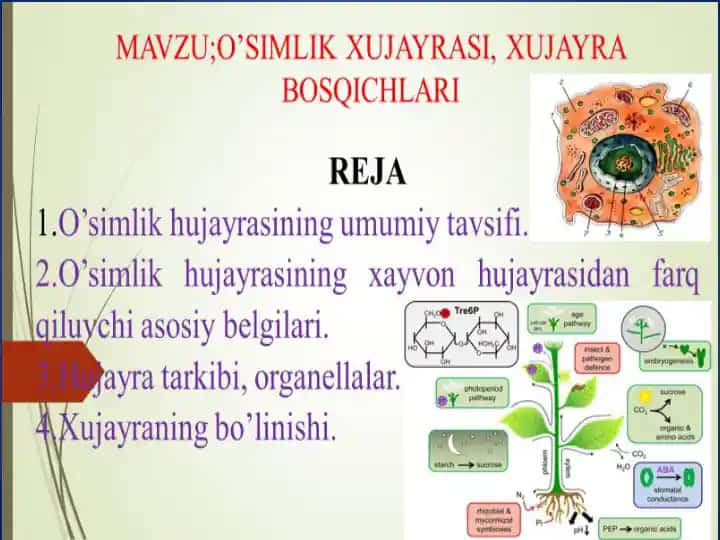 Hujayralar tuzilishi