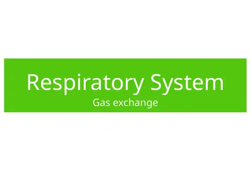 Respiratory System