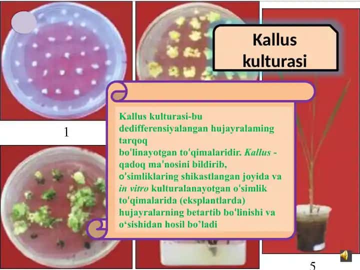 Kalluskulturasi