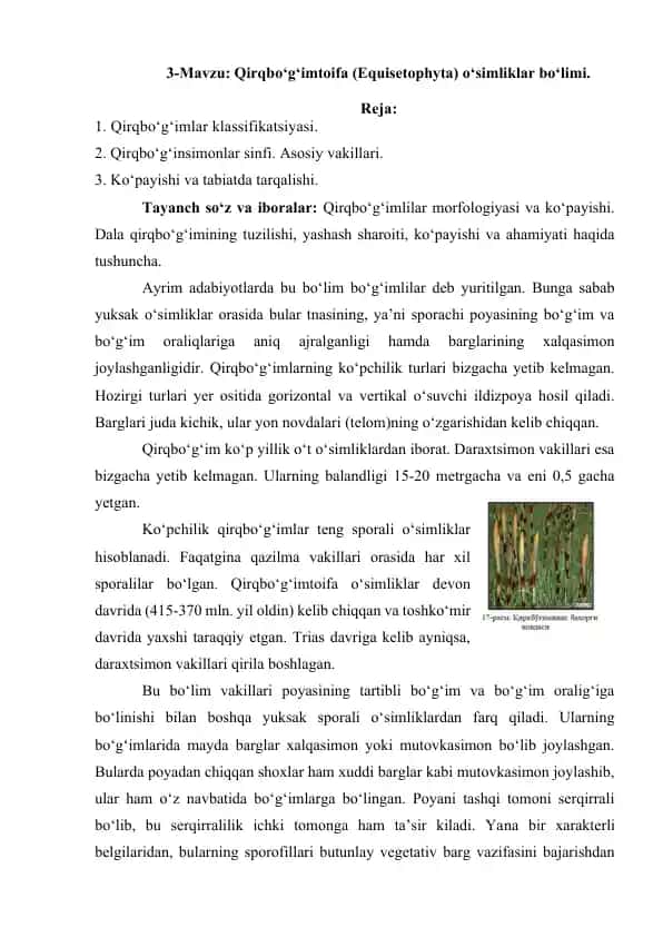 Qirqbo‘g‘imtoifa (Equisetophyta) o‘simliklar bo‘limi