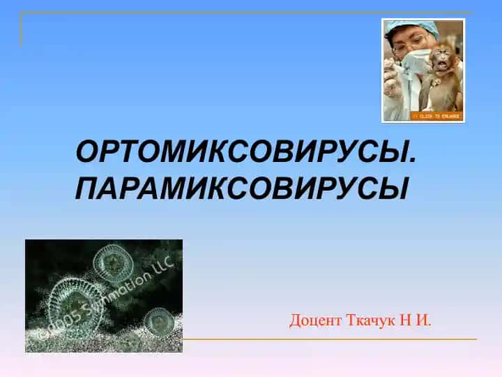 Ортомиксовирус, Парамиксовирус