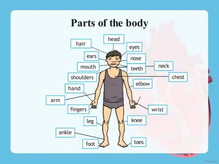 PARTS OF THE BODY