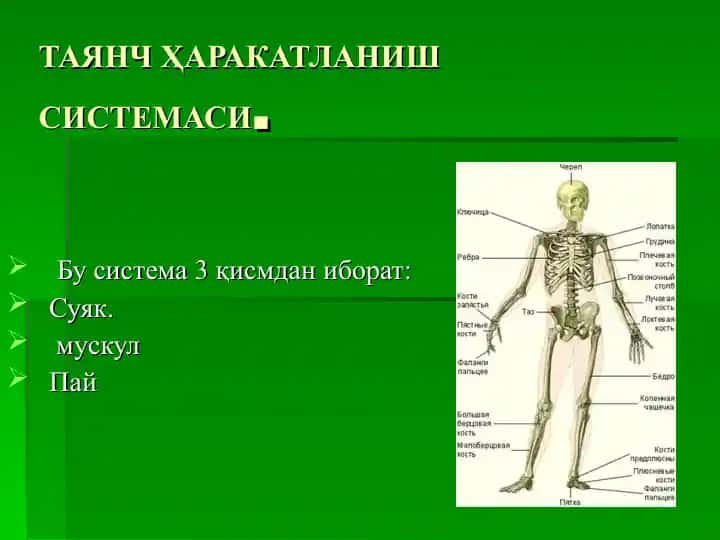 TAYANCH HARAKATLANISHSISTEMASI