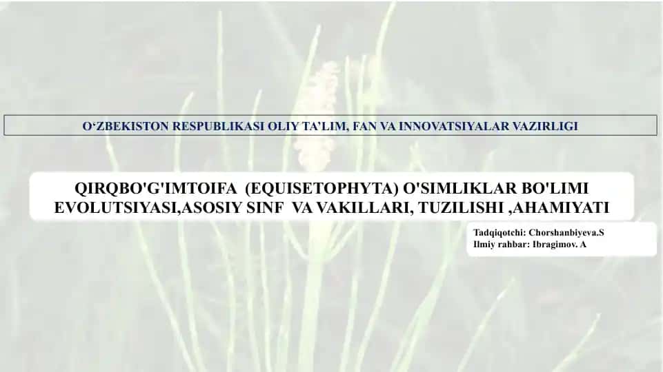 QIRQBO'G'IMTOIFA (EQUISETOPHYTA) O'SIMLIKLAR BO'LIMI EVOLUTSIYASI,ASOSIY SINF VA VAKILLARI, TUZILISHI,AHAMIYATI