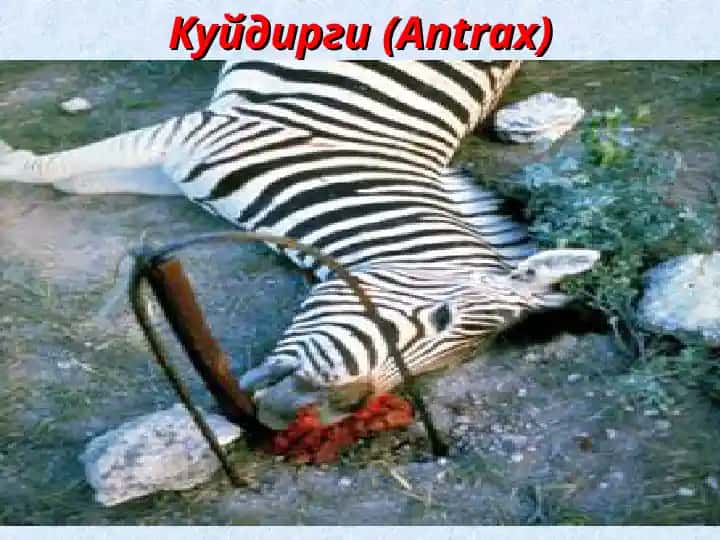 Куйдирги (Antrax)