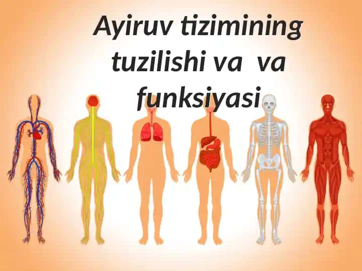 Ayiruvtizimining tuzilishi va funktsiyasi