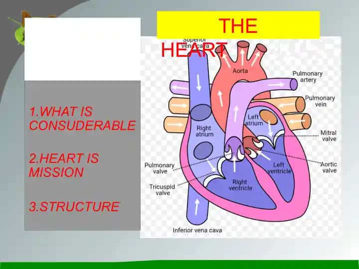 Heart Diagram