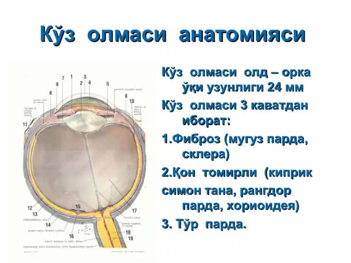 Кўз олмаси анатомияси