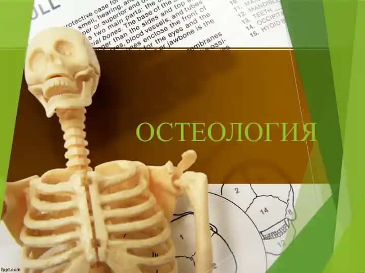 ОСТЕОЛОГИЯ