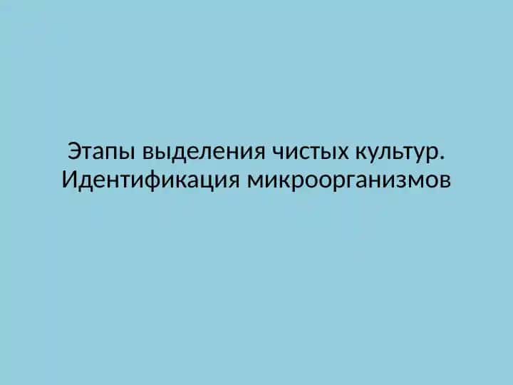 Размножение бактерий