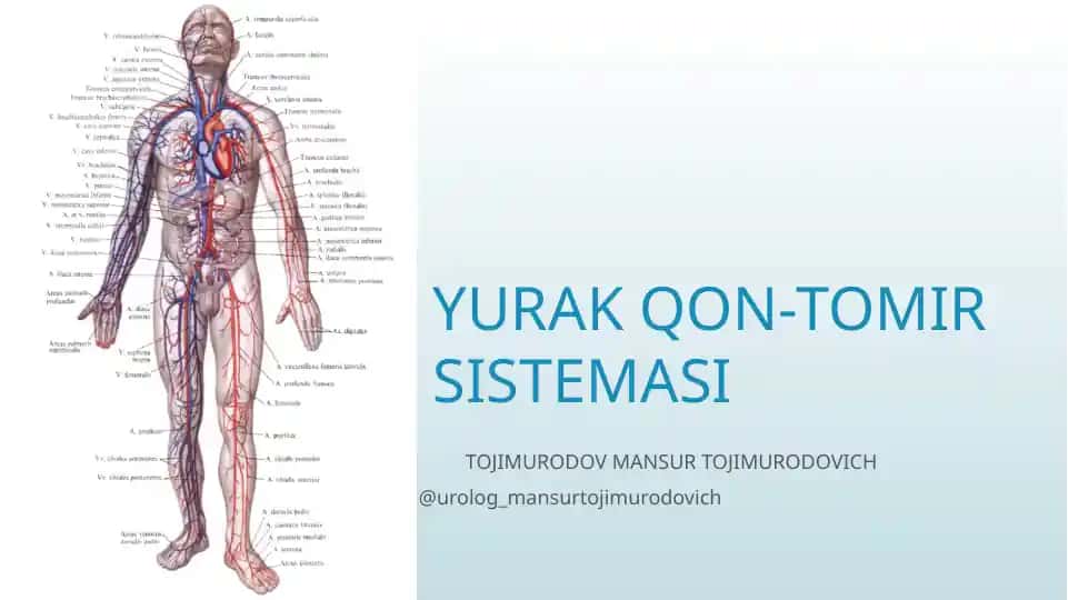 YURAK QON-TOMIR SISTEMASI