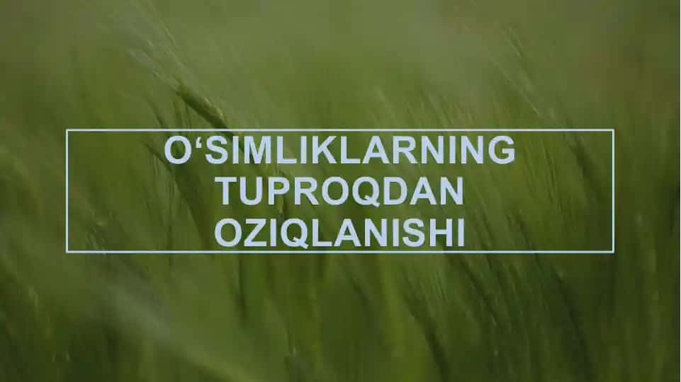 Oʻsimliklarning tuproqdan oziqlanishi