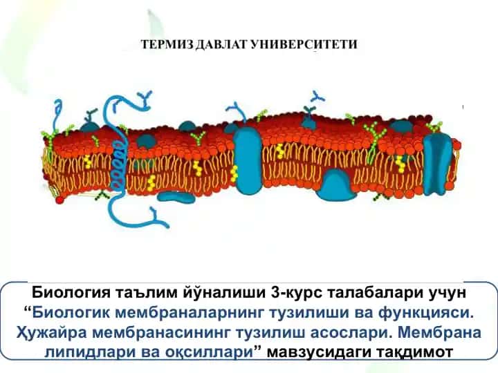 "Биологик мембраналарнинг тузилиши ва функцияси. Ҳужайра мембранасининг тузилиш асослари. Мембрана липидлари ва оқсиллари" мавзусидаги тақдимот