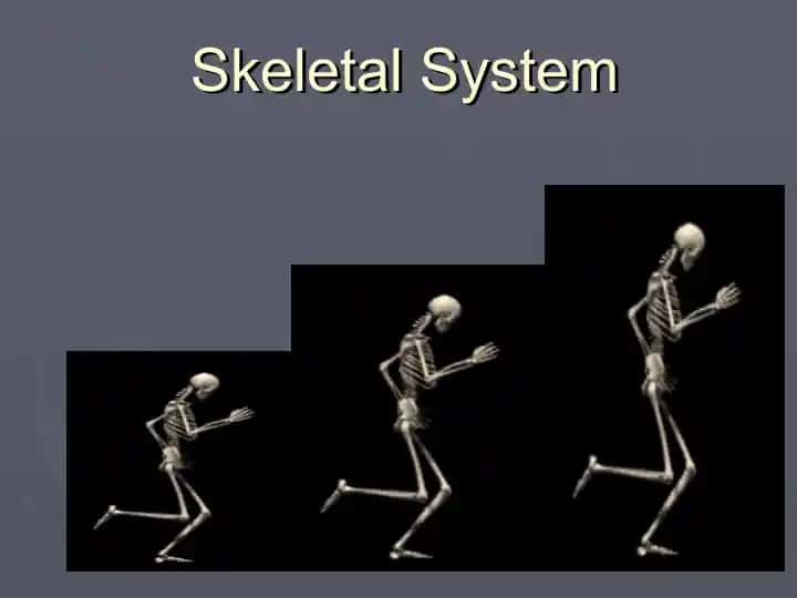 Skeletal System