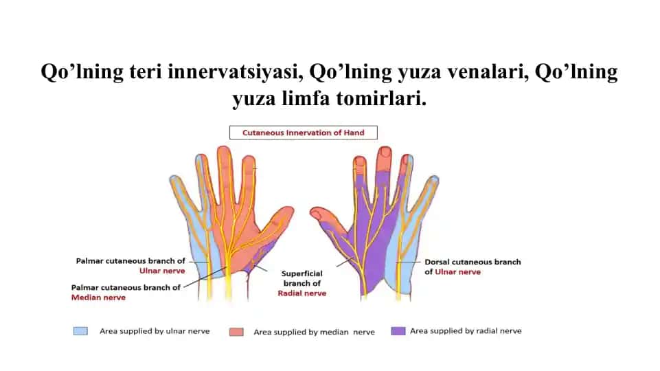 Qo’lning teri innervatsiyasi, Qo’lning yuza venalari, Qo’lning yuza limfa tomirlari.