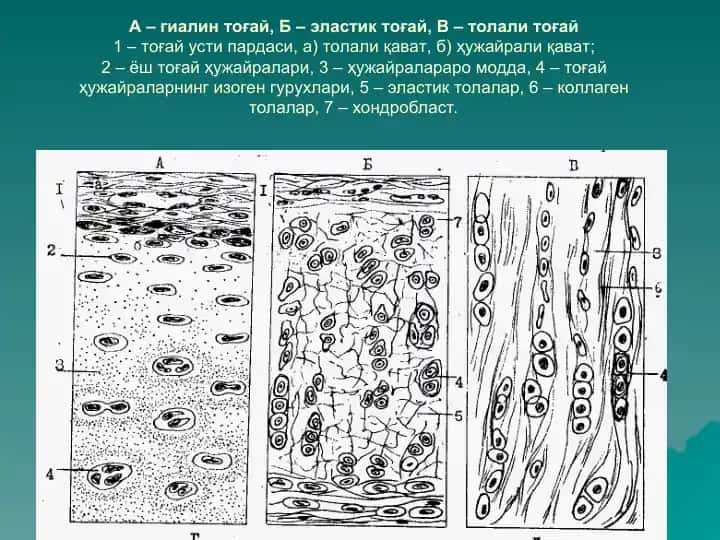 Хондроген ҳужайралар
