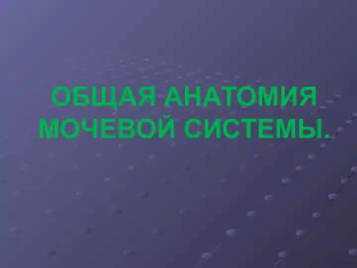 ОБЩАЯ АНАТОМИЯ МОЧЕВОЙ СИСТЕМЫ
