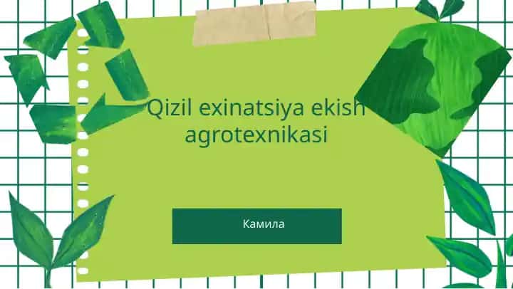 Qizil exinatsiya ekish agrotexnikasi