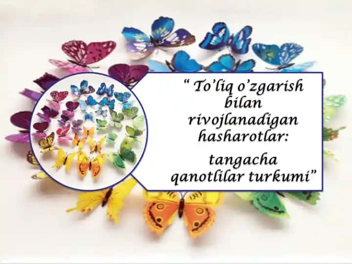 Tangacha qanotlilar