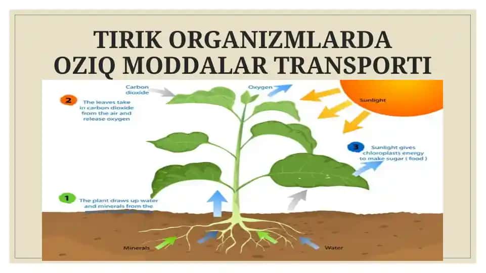 TIRIK ORGANIZMLARDA OZIQ MODDALAR TRANSPORTI