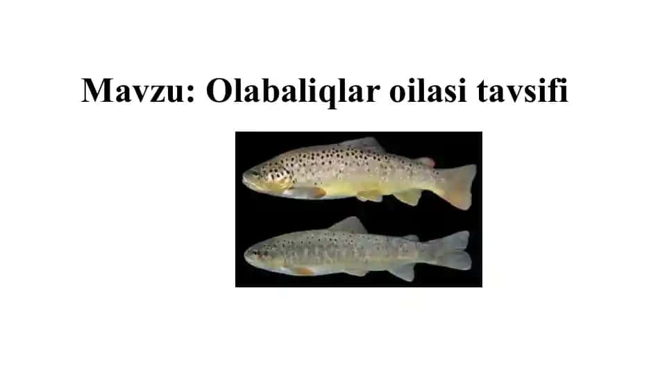 Olabaliqlar oilasi tavsifi