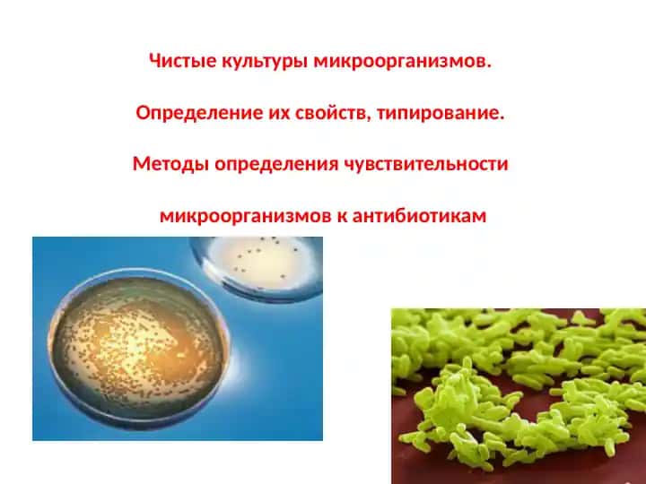 Чистые культуры микроорганизмов