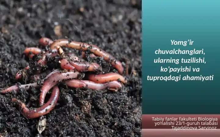 Yomg’ir chuvalchanglari, ularning tuzilishi, ko’payishi va tuproqdagi ahamiyati