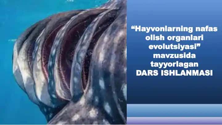 "Hayvonlarning nafas olish organlari evolutsiyasi" dars ishlansi