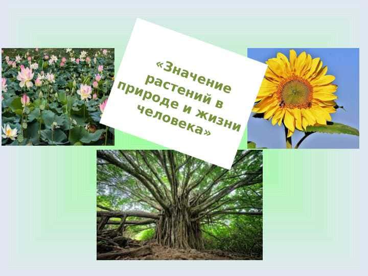 «Значение растений в природе и жизни человека»