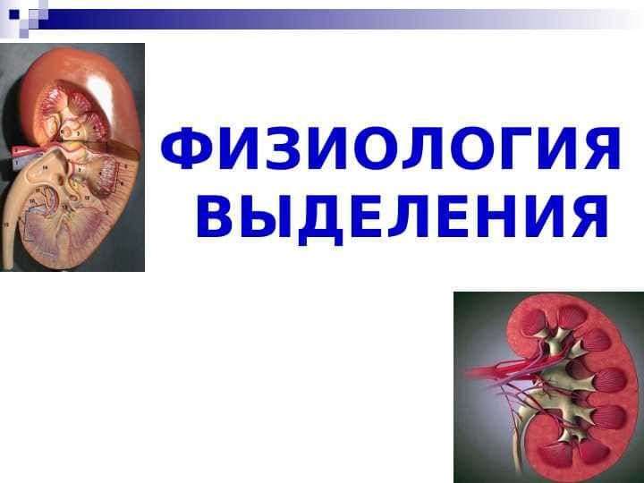 ФИЗИОЛОГИЯ ВЫДЕЛЕНИЯ