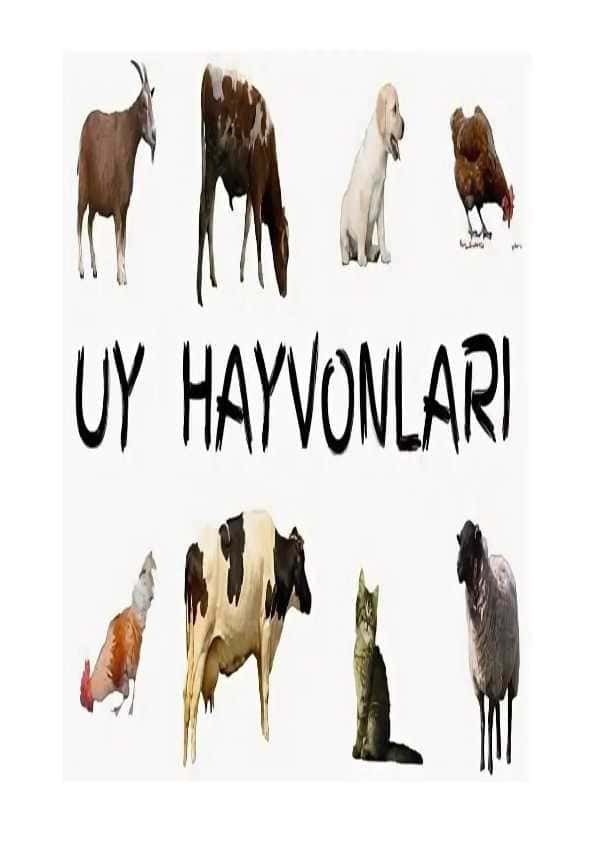 uy hayvonlari