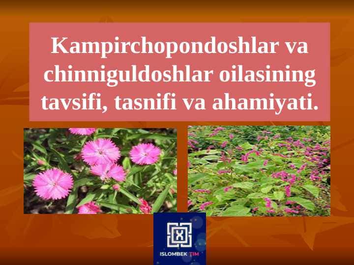 Kampirchopondoshlar va chinniguldoshlar oilasining tavsifi, tasnifi va ahamiyati.