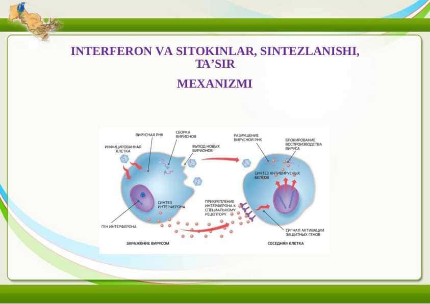 INTERFERON VA SITOKINLAR, SINTEZLANISHI, TA’SIR MEXANIZMI