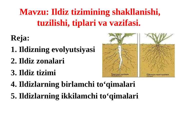 Ildiz tizimining shakllanishi, tuzilishi, tiplari va vazifasi