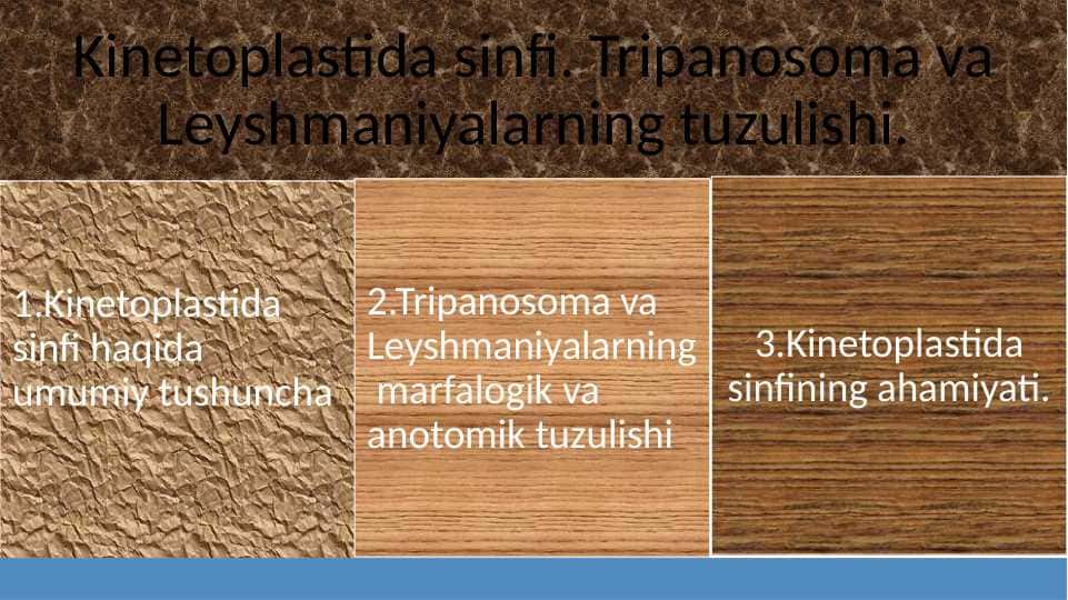 Kinetoplastida sinfi. Tripanosoma va Leyshmaniyalarning tuzulishi