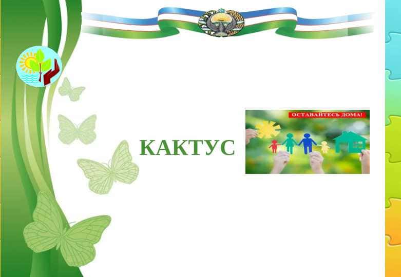 Кактус