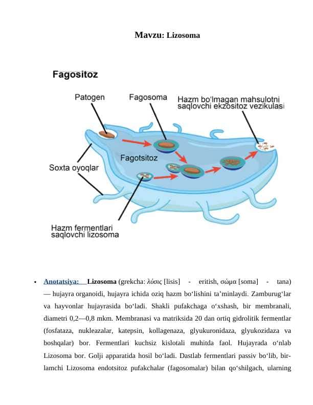 Lizosoma