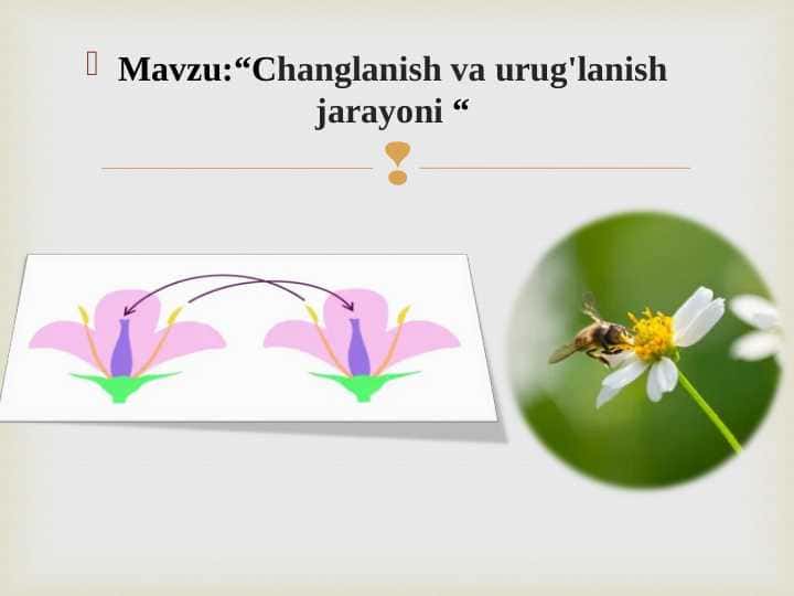 Changlanish va urug'lanish jarayoni.